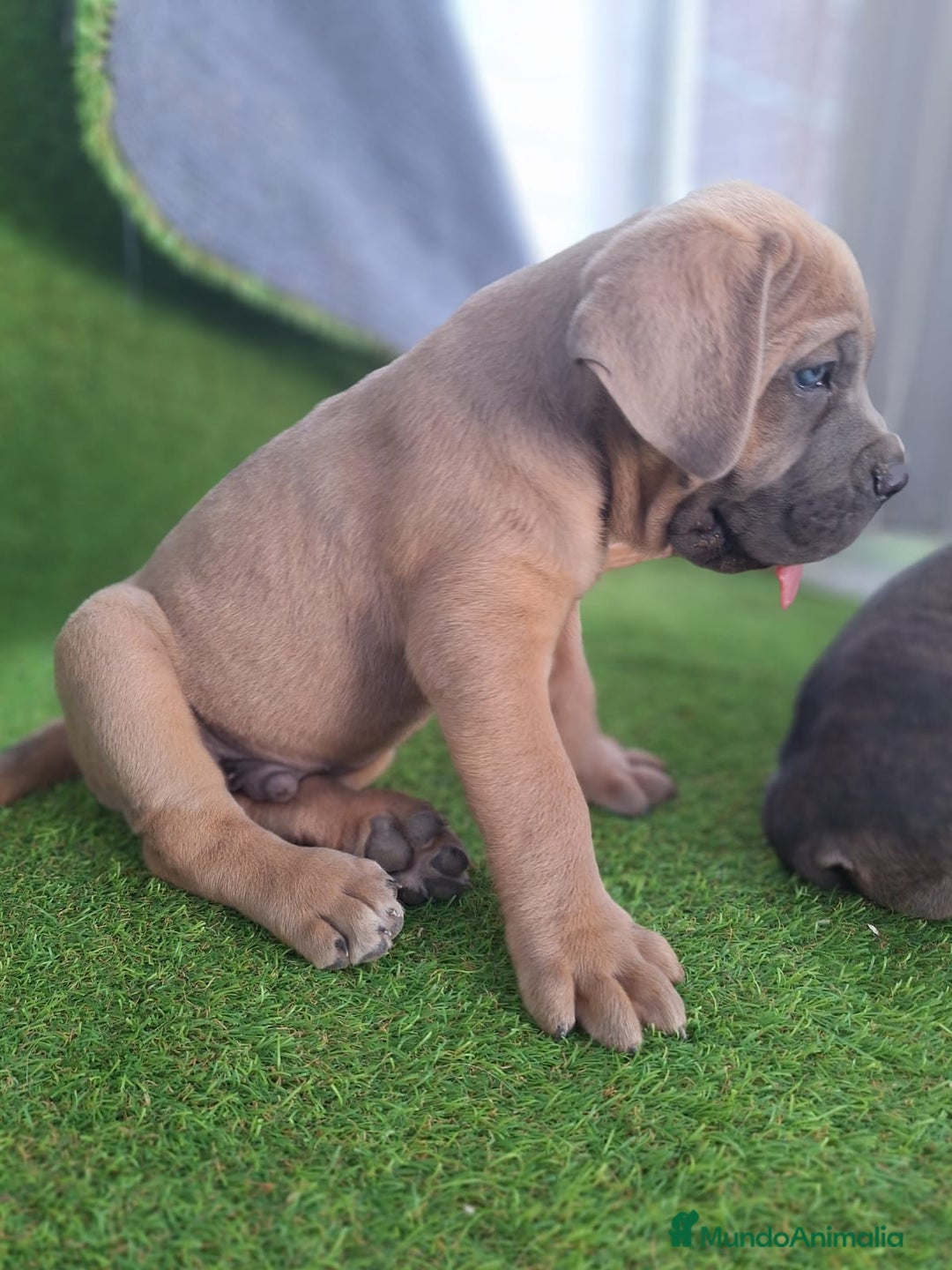 Cane Corso perros en venta: Cane corso  - Imagen 4