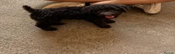 Perro de Agua Español perros en venta: Preciosas cachorras chocolates intensas - Anuncio 4