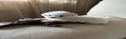Bichón Maltés perros en venta: Bichon Maltés toy  - Anuncio 4