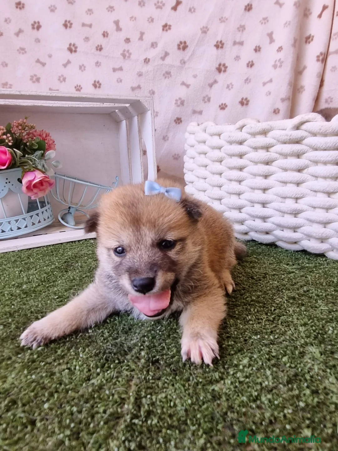 Shiba Inu perros en venta: SHIBA INU - Anuncio 1