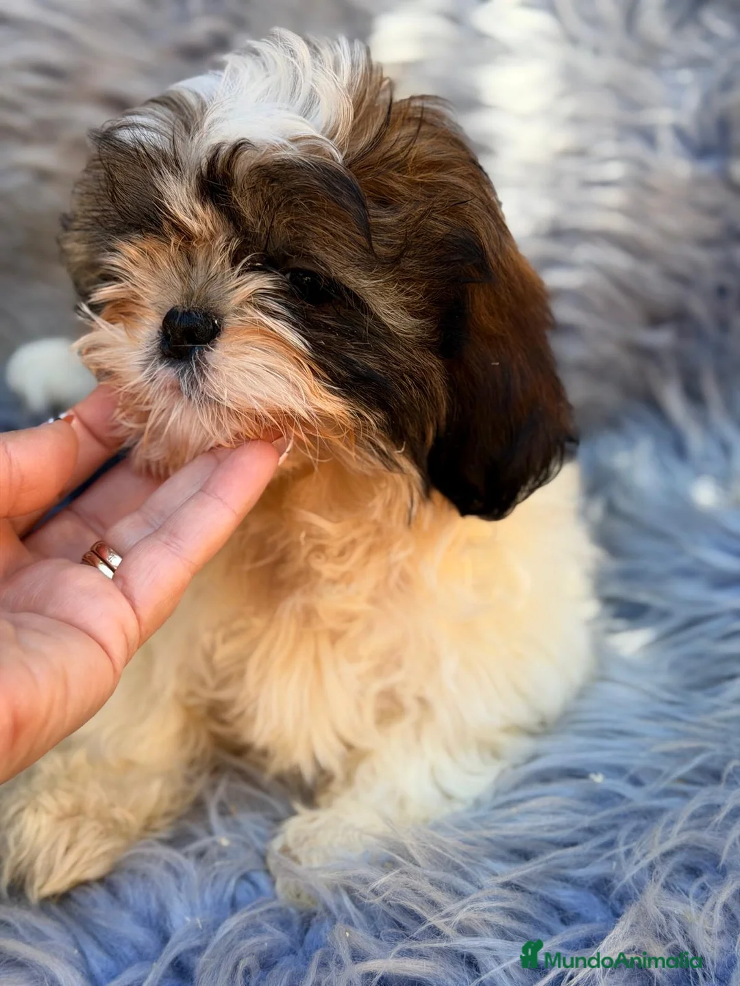 Shih Tzu perros en venta: SHIH TZU MACHO TRICOLOR  - Anuncio 6