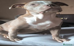 American Bully perros en venta:  Última American bully xl  - Imagen 2