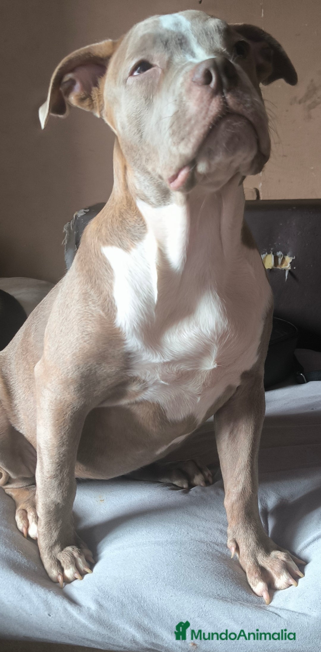 American Bully perros en venta:  Última American bully xl  - Imagen 2