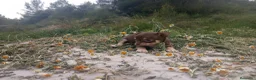 Chihuahua perros en venta: CHIHUAHUAS CABEZA DE MANZANA  - Anuncio 18