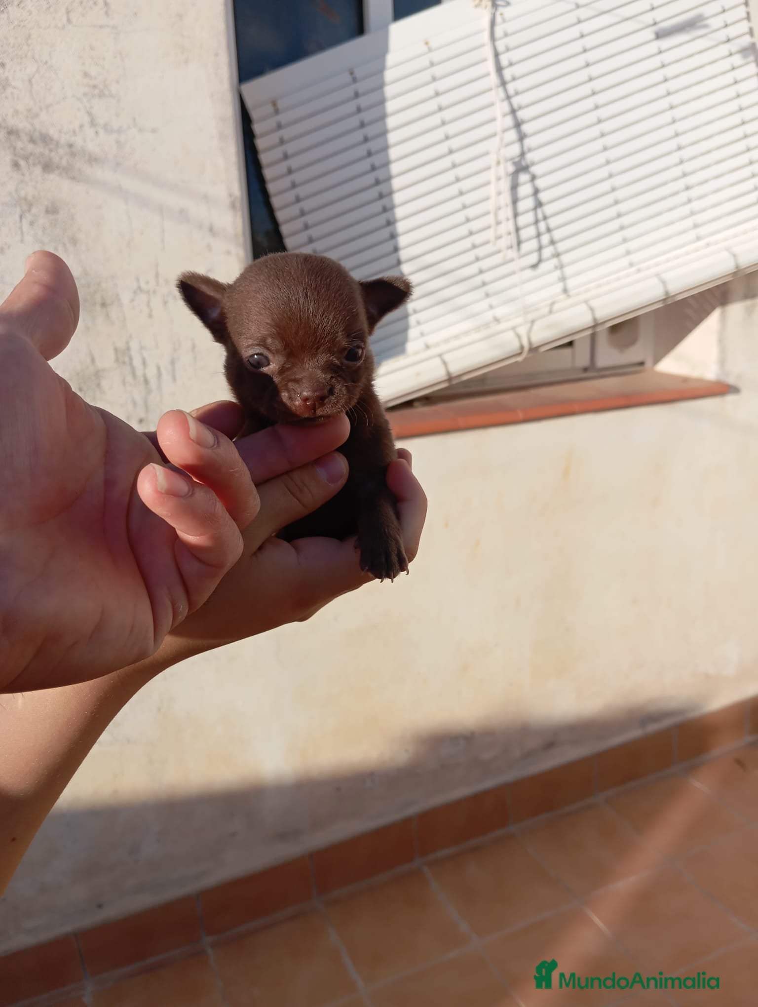 Chihuahua perros en venta: PRECIOSOS CHIHUAHUA RUSO Y ASIÁTICO - Anuncio 11