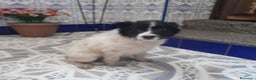 Border Collie perros en venta: BORDER COLLIE - Anuncio 6