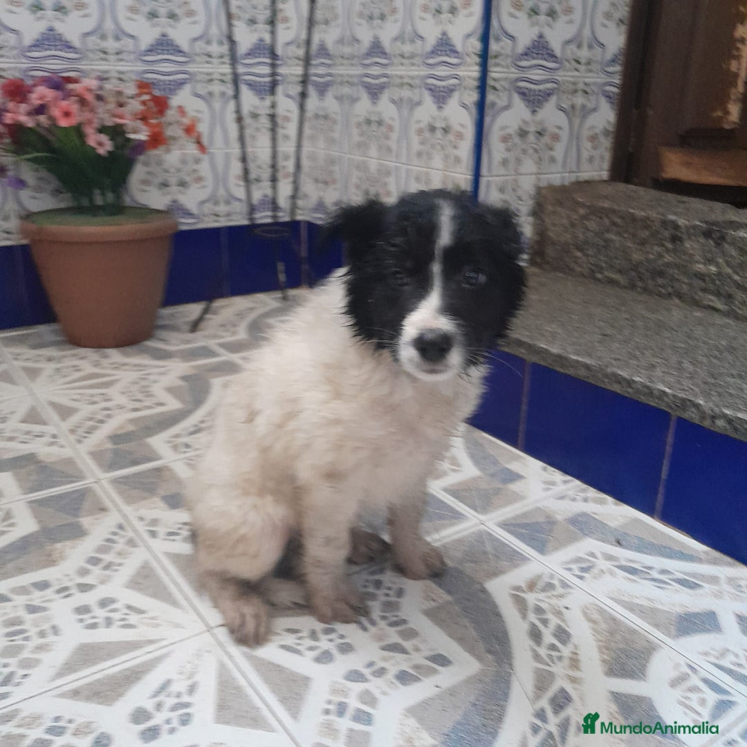 Border Collie perros en venta: BORDER COLLIE - Anuncio 6