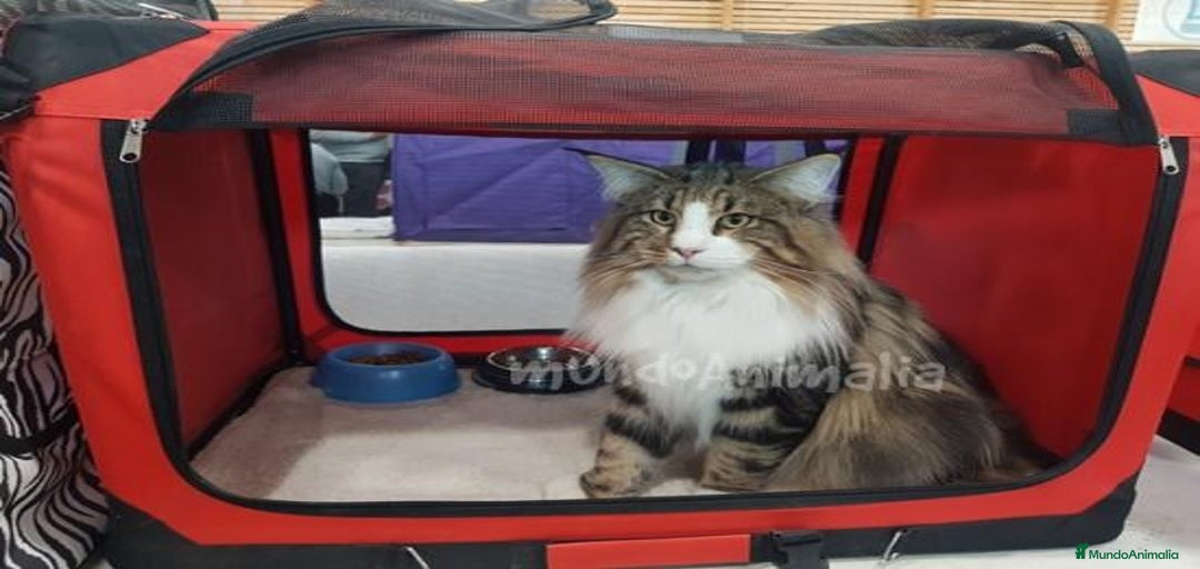 Imagen de galería {{count}}