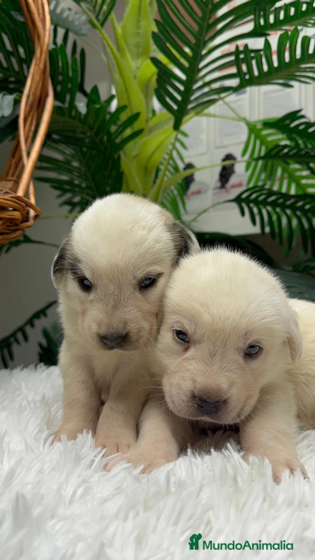 Mastín Español perros en venta: MASTIN ESPAÑOL  - Anuncio 11