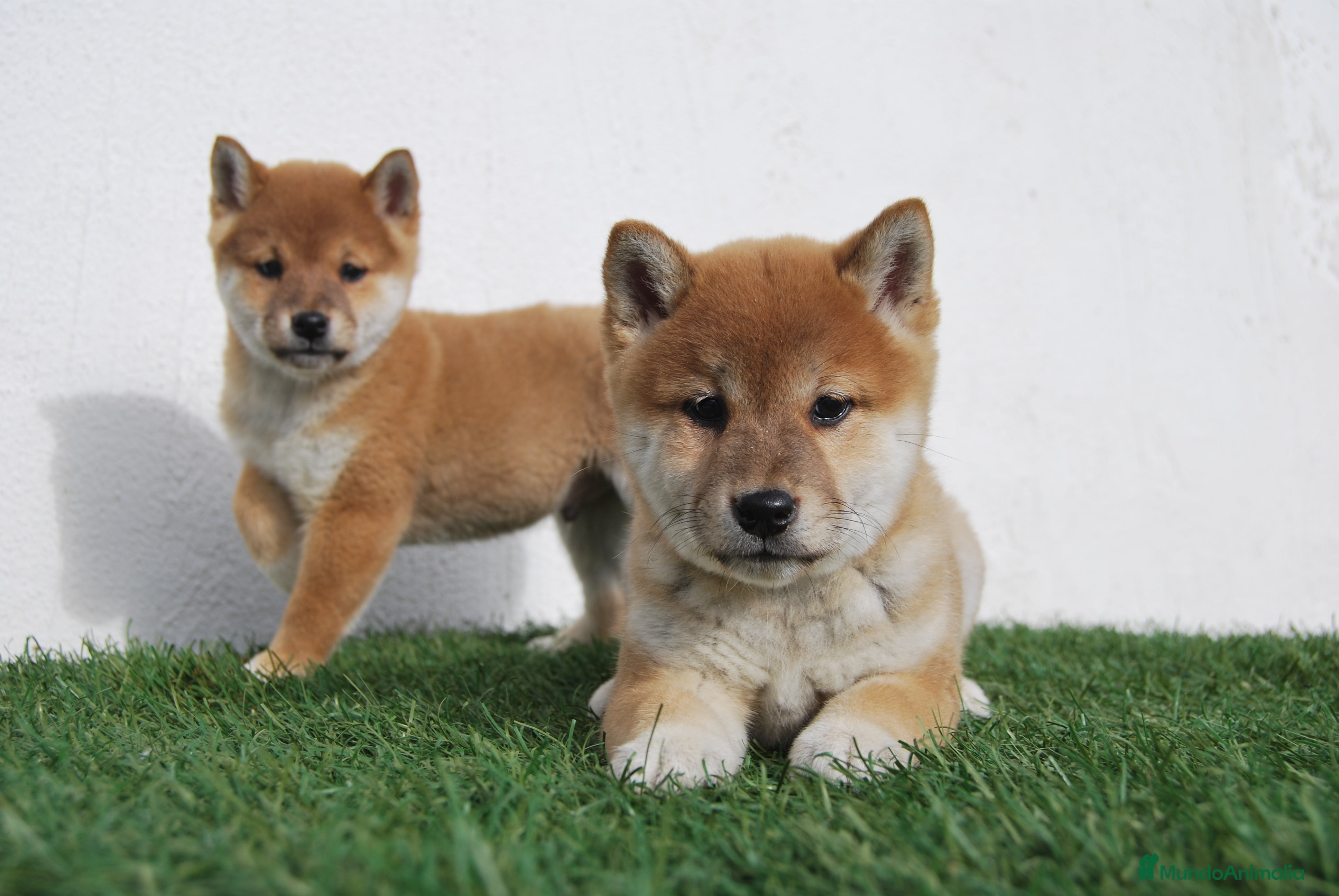 Shiba Inu perros Cachorros de Shiba Inu en Madrid - Anuncio 8
