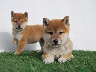 Shiba Inu perros en Madrid - Anuncio 13
