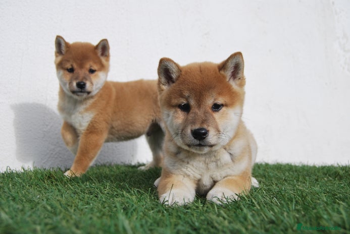 Shiba Inu perros en Madrid - Anuncio 13