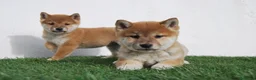 Shiba Inu perros en venta: Cachorros de Shiba Inu en Madrid - Anuncio 1