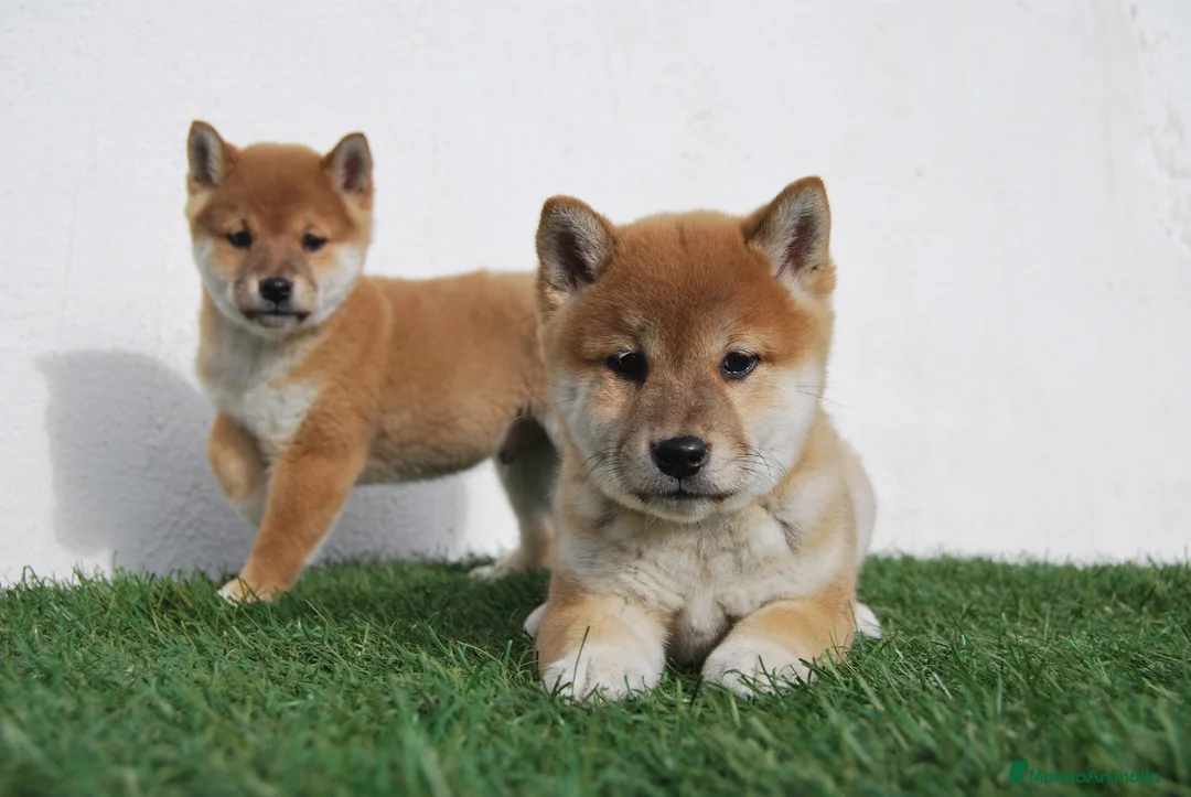 Shiba Inu perros en venta: Cachorros de Shiba Inu en Madrid - Anuncio 1