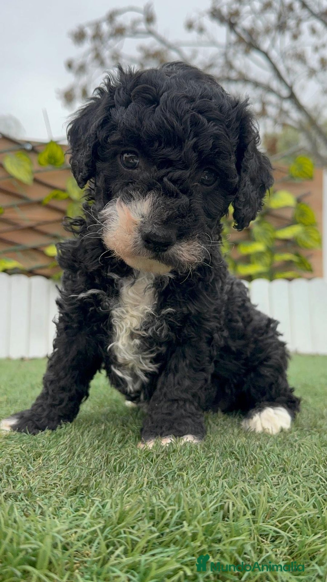 Perro de Agua Español perros en venta: PERRO DE AGUA HEMBRA RABONA - Anuncio 10