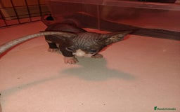 Sphynx gatos en venta: Gato esfinge  - Imagen 7