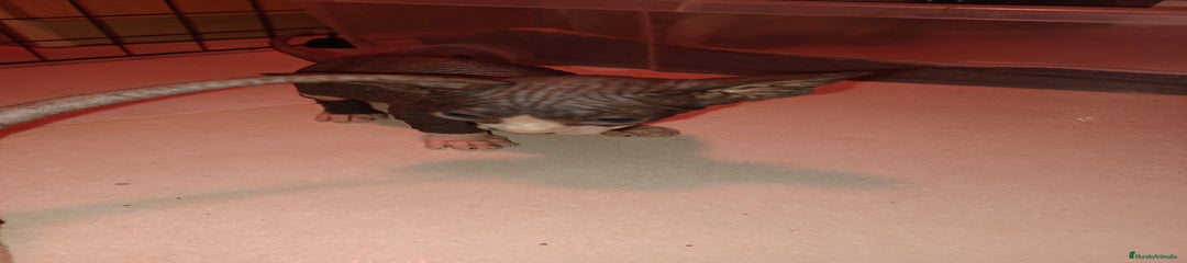Sphynx Gatito 3