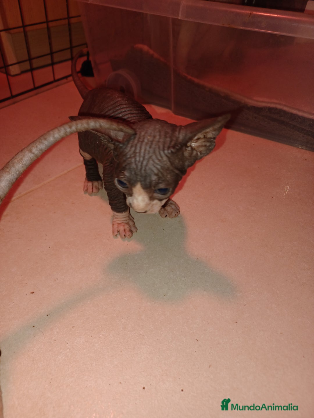 Sphynx gatos en venta: Gato esfinge  - Imagen 7