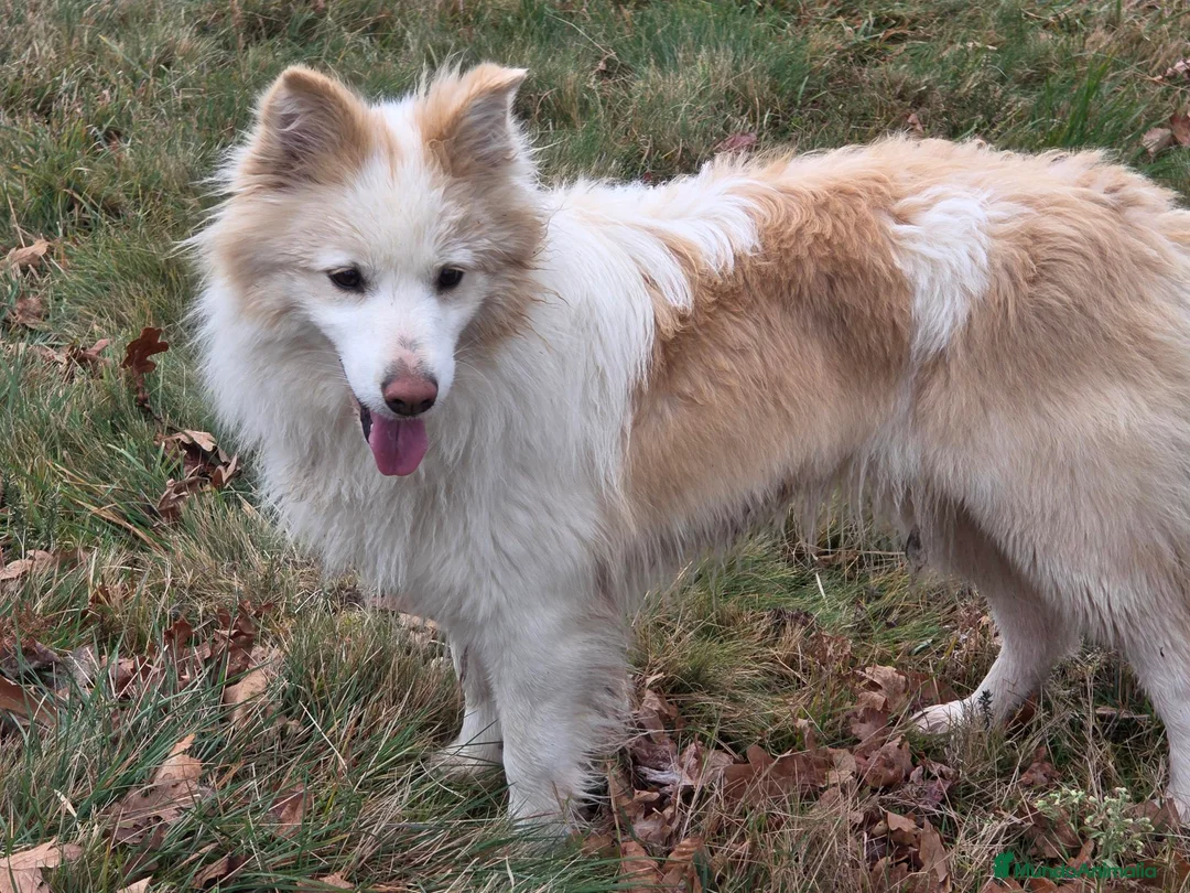 Border Collie perros en venta: Cachorros Border Collie con LOE - Anuncio 1
