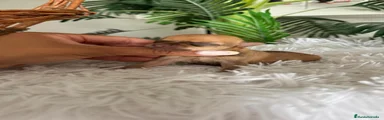 Chihuahua 1