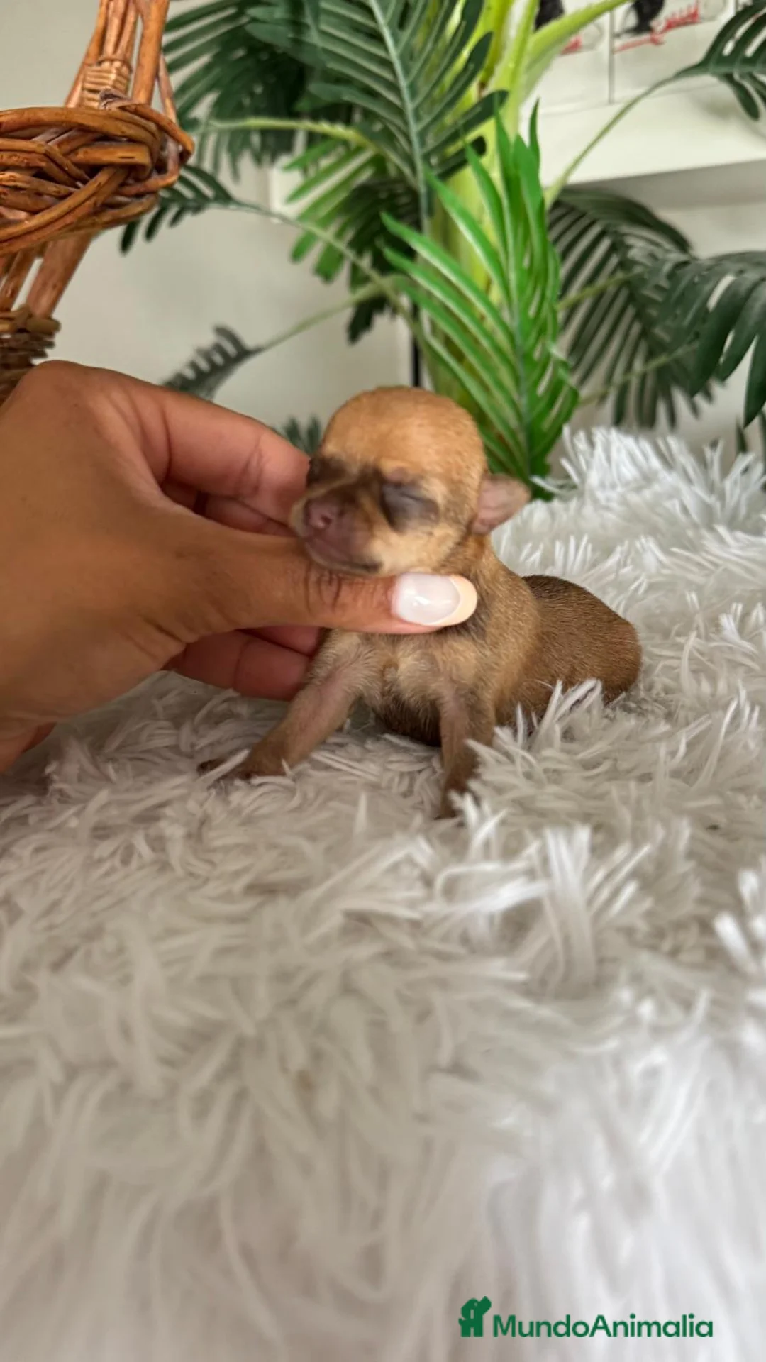 Chihuahua perros en venta: CHIHUAHUA - Anuncio 12