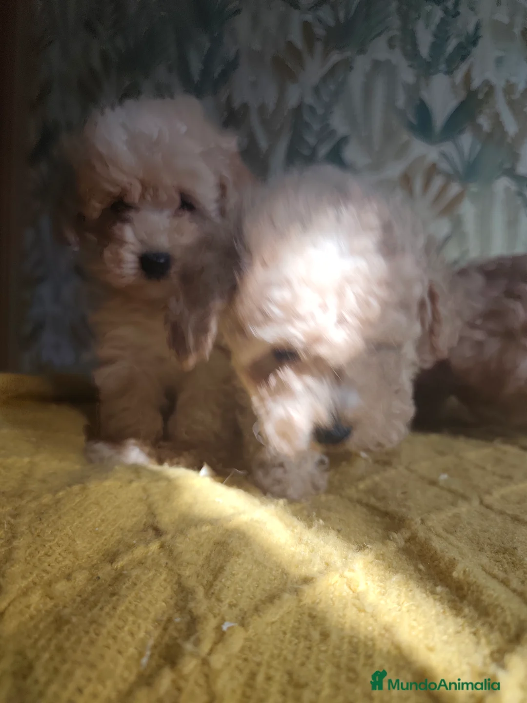 Caniche Toy perros en venta: Cachorros caniche machos 💛💛💛 - Anuncio 6