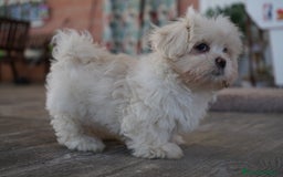 Maltipoo perros en venta: 🐾 Snow – Maltipoo macho blanco marfil 🐾 - Imagen 4