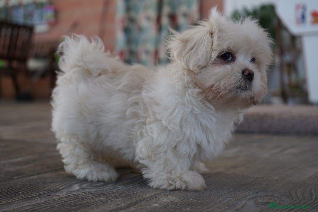 Maltipoo perros en venta: 🐾 Snow – Maltipoo macho blanco marfil 🐾 - Imagen 4
