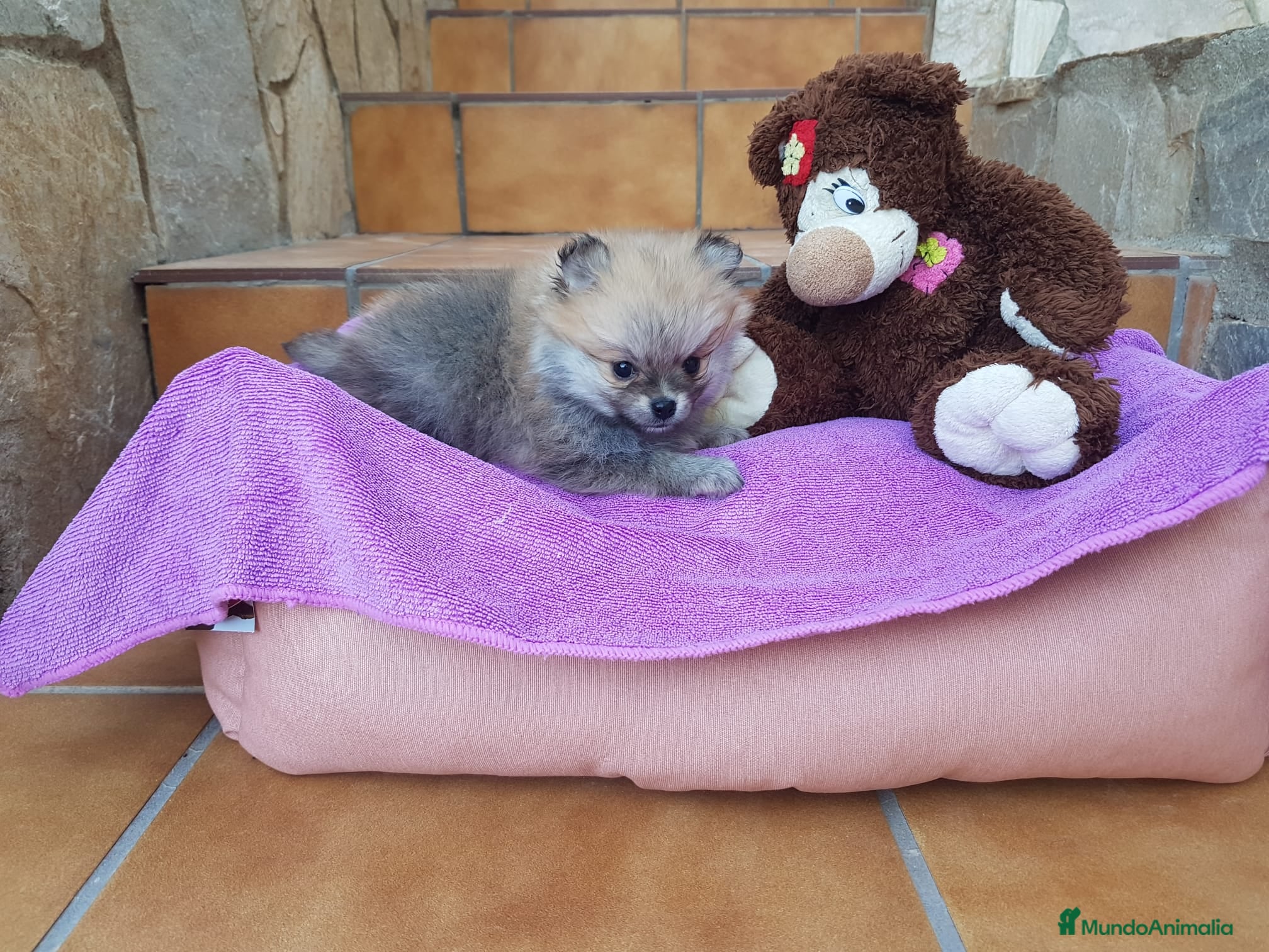 Pomerania perros Lulú de Pomerania - Anuncio 1