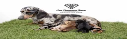 Teckel Miniatura perros en venta: Teckels Miniatura#Calidad, seriedad y seguimiento - Anuncio 3