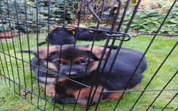 Pastor Alemán perros en venta: Cachorros de pastor alemán  - Anuncio 3