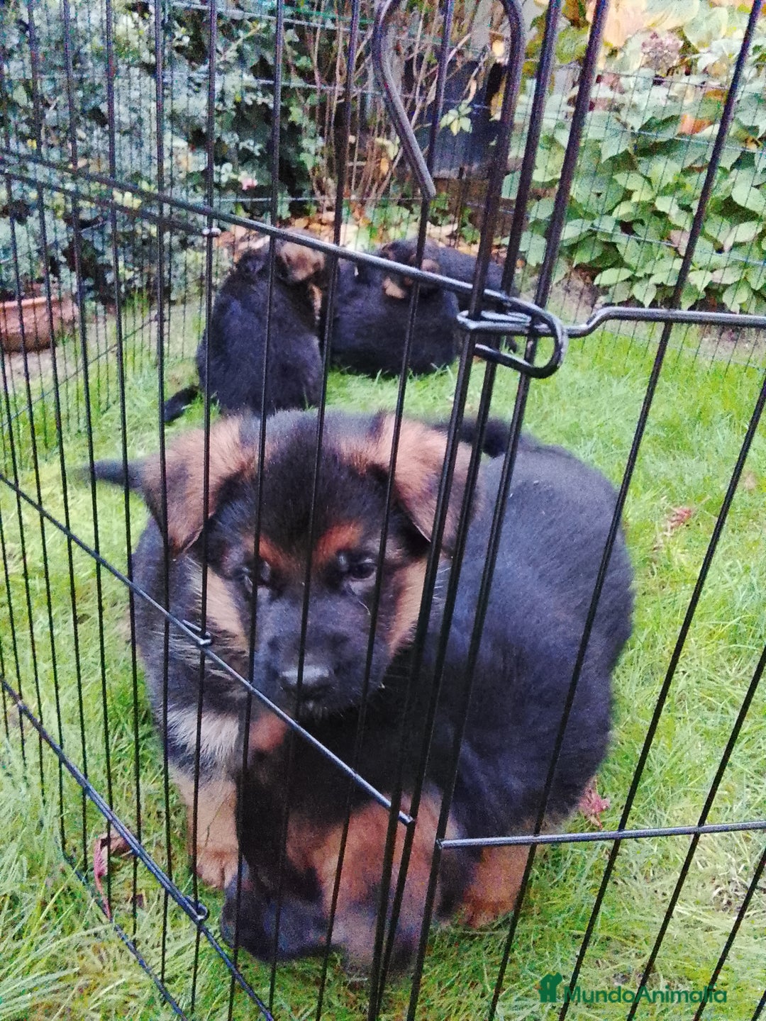 Pastor Alemán perros en venta: Cachorros de pastor alemán  - Anuncio 3