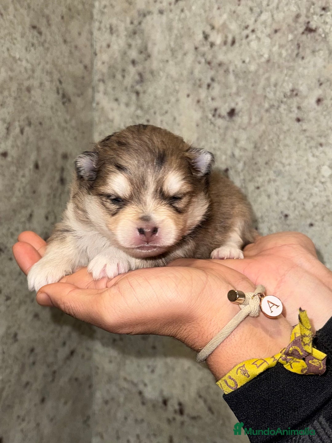 Pomsky perros en venta: Pomsky F5 - Anuncio 5
