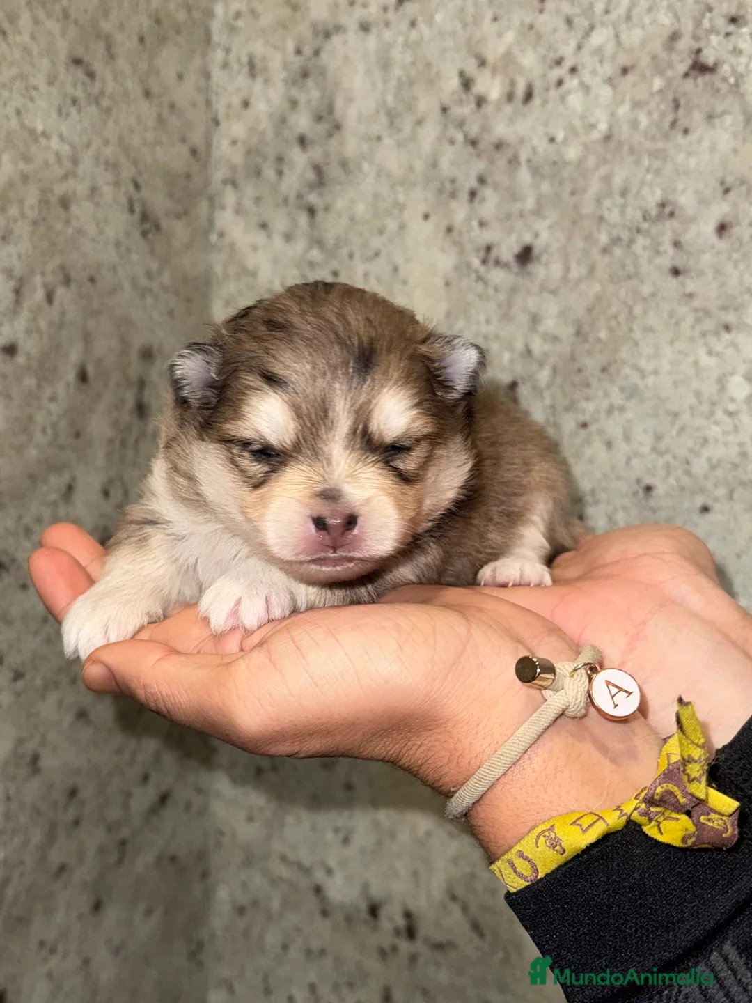 Pomsky perros en venta: Pomsky F5 - Anuncio 16