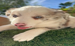 Border Collie perros en venta: BORDER COLLIE HEMBRA RED MERLE - Imagen 2
