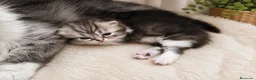 Persa gatos en venta: Gato persa macho - Anuncio 2