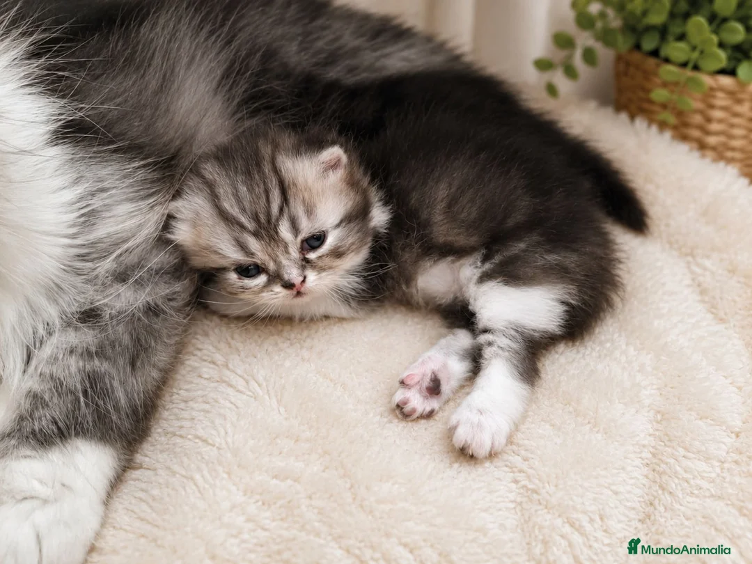 Persa gatos en venta: Gato persa macho - Anuncio 2