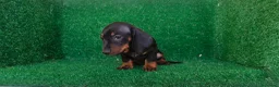 Teckel Miniatura perros en venta: Teckel miniatura  - Anuncio 12