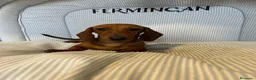 Teckel Miniatura perros en venta: TECKEL MINIATURA ROJO Y ARLEQUÍN ROJO - Anuncio 5