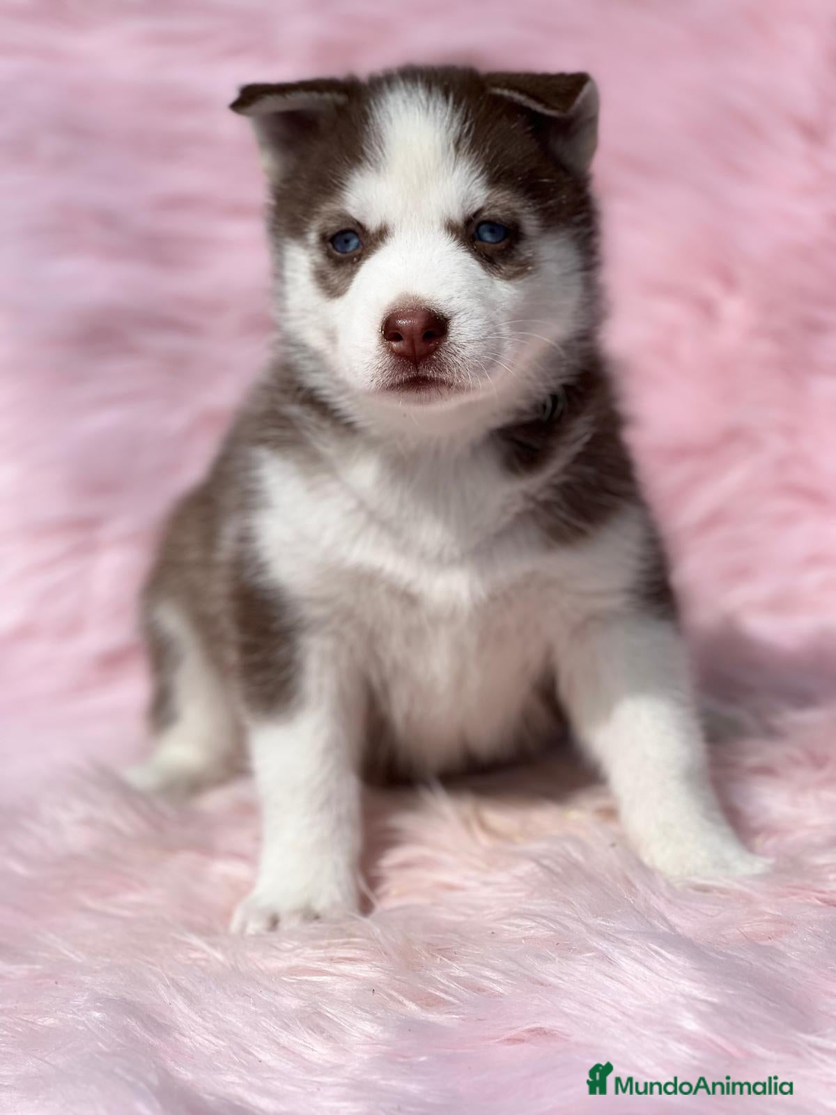Husky Siberiano perros HUSKY ROJOS DISPONIBLES en Barcelona - Anuncio 2