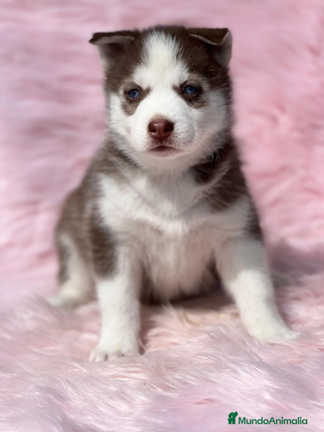 Husky Siberiano perros en venta: HUSKY ROJOS DISPONIBLES en Barcelona - Anuncio 2