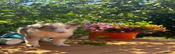 Border Collie perros en venta: Border collie - Anuncio 3