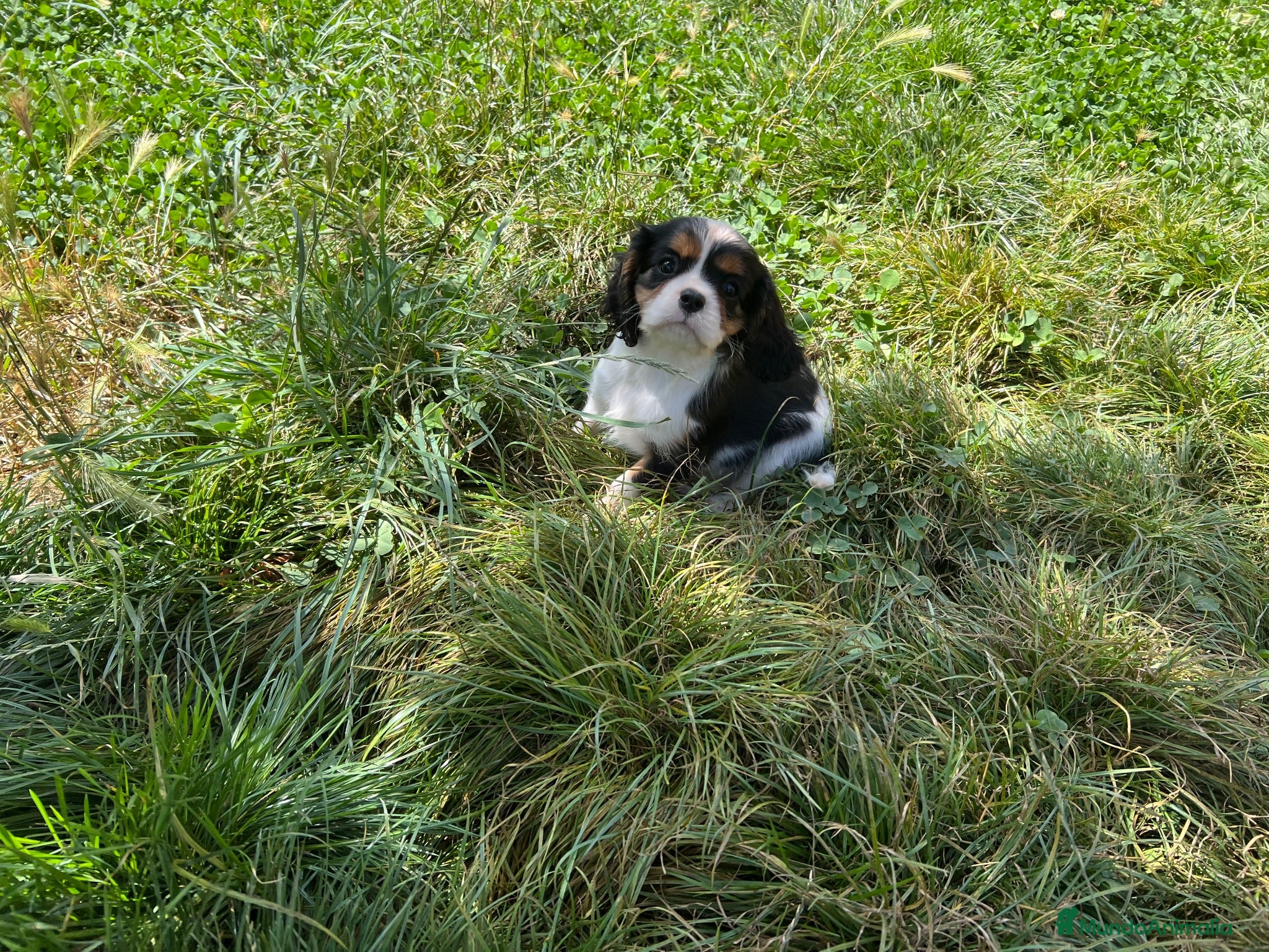 Cavalier King Charles Spaniel perros en venta: Cachorros Cavalier King charles spaniel - Anuncio 2