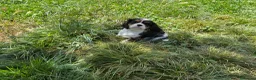 Cavalier King Charles Spaniel perros en venta: Cachorros Cavalier King charles spaniel - Anuncio 4