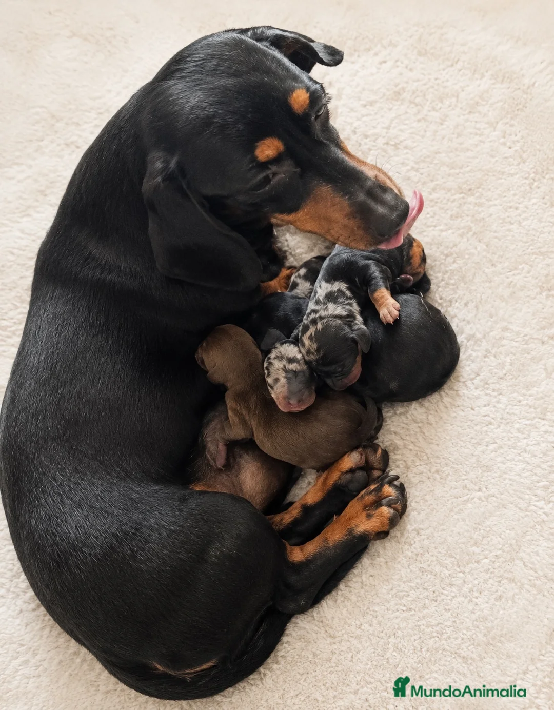 Teckel Miniatura perros en venta: TECKEL MINIATURA ESPECTACULAR - Anuncio 1