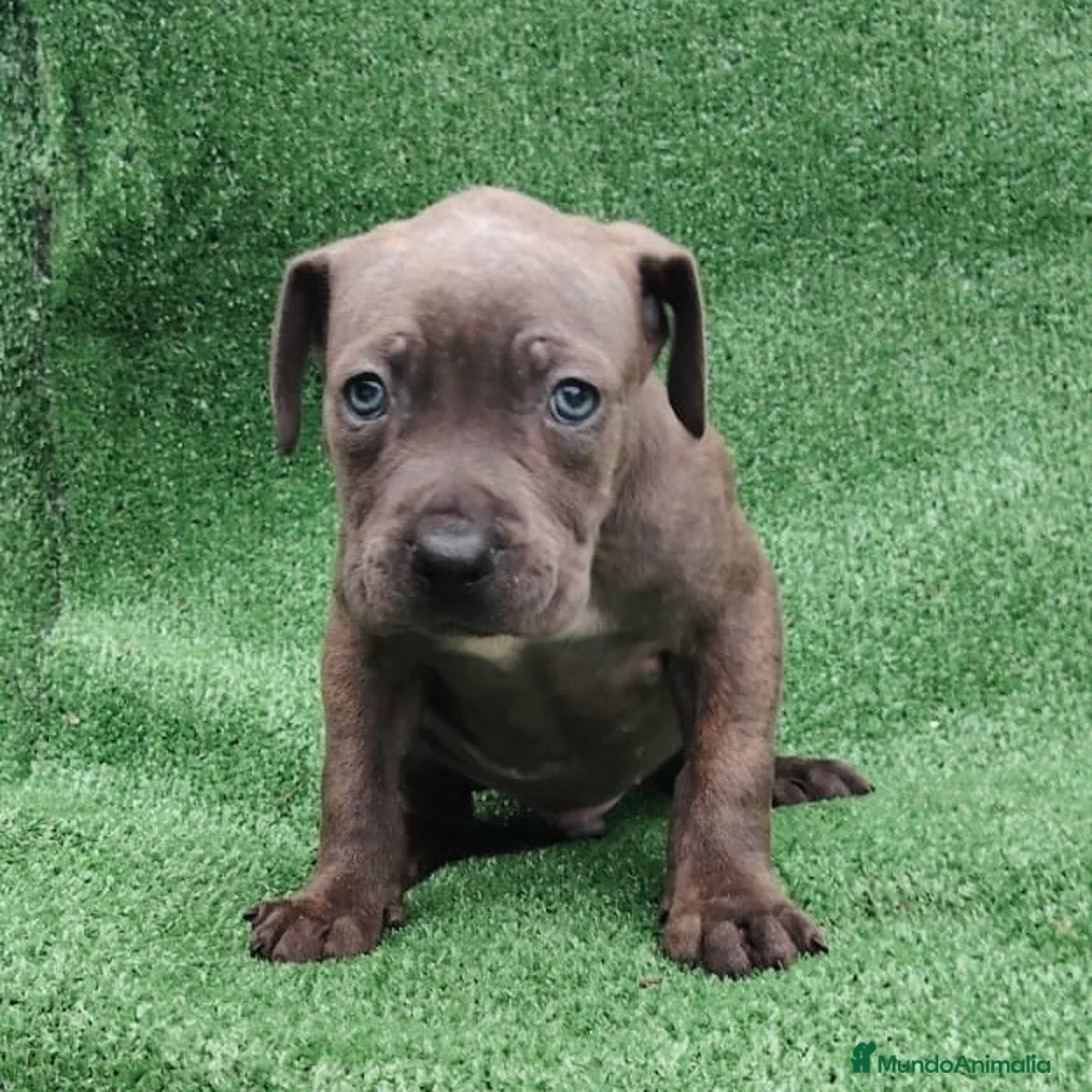 American Staffordshire-Terrier perros en venta: American Stanford - Anuncio 5