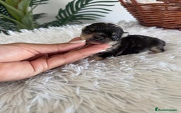 Chihuahua perros en venta: CHIHUAHUA HEMBRA MERLE - Imagen 7