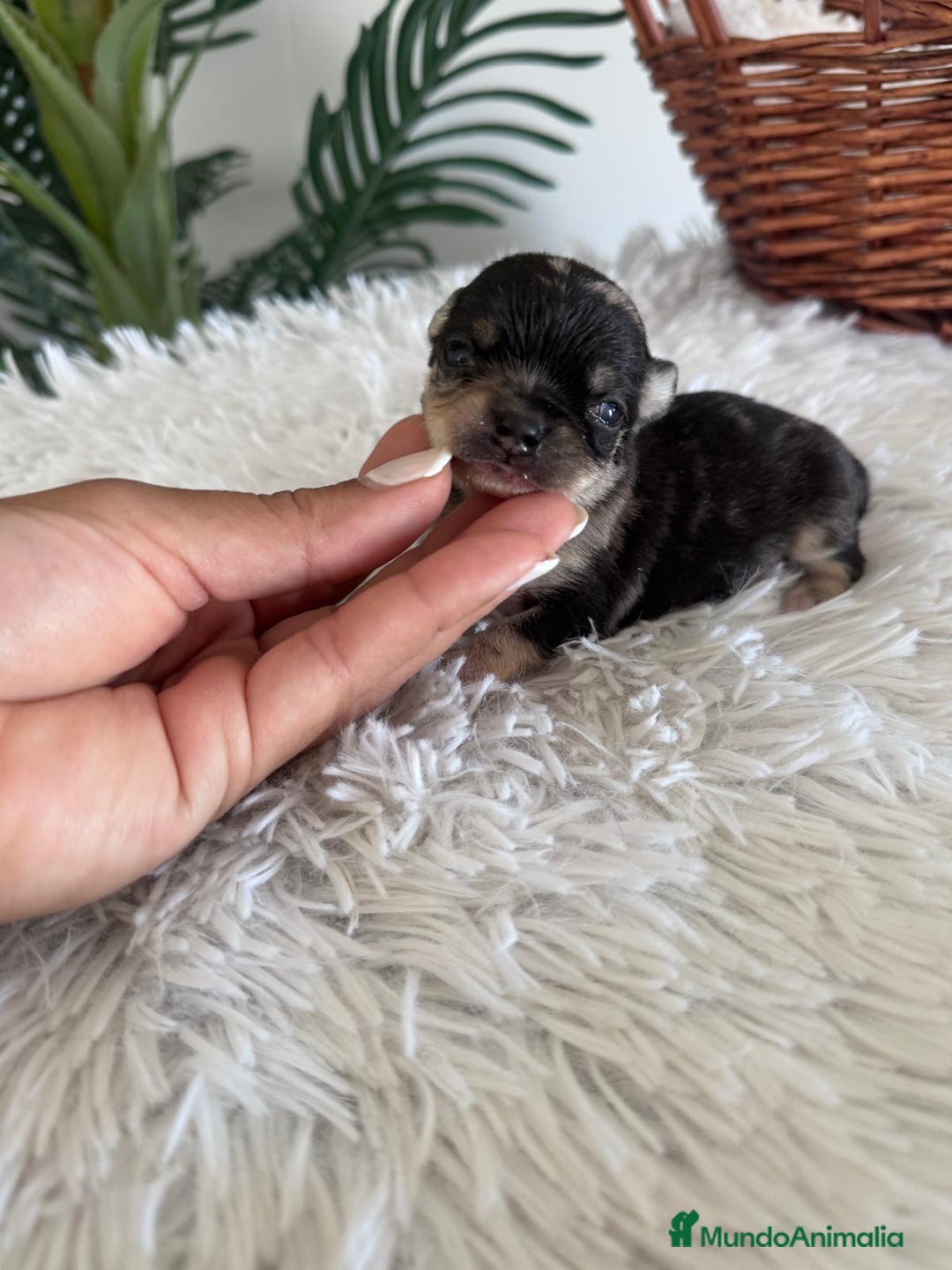 Chihuahua perros en venta: CHIHUAHUA HEMBRA MERLE - Imagen 7