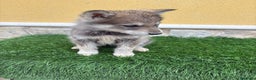 Perro Lobo de Saarloos perros en venta: Perro lobo ibérico macho gris  - Anuncio 3