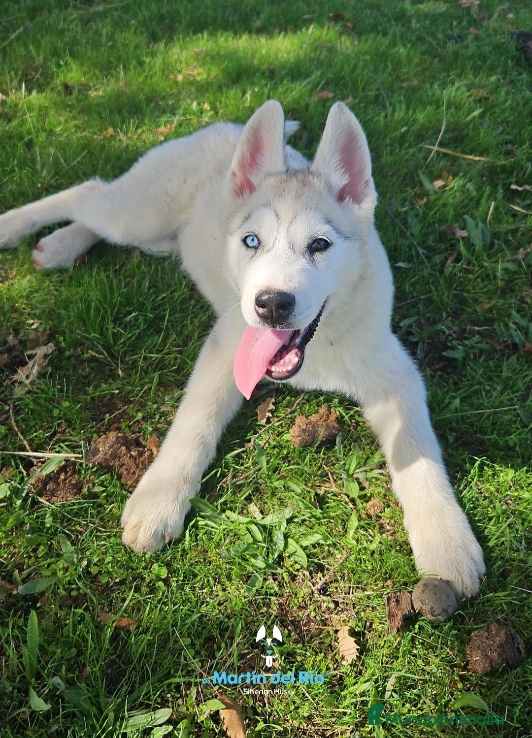 Husky Siberiano perros Último Husky Siberiano - Cachorros - Anuncio 1